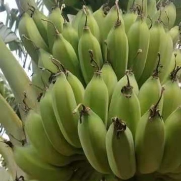 热带水果各种蕉类巴西1块什么都包