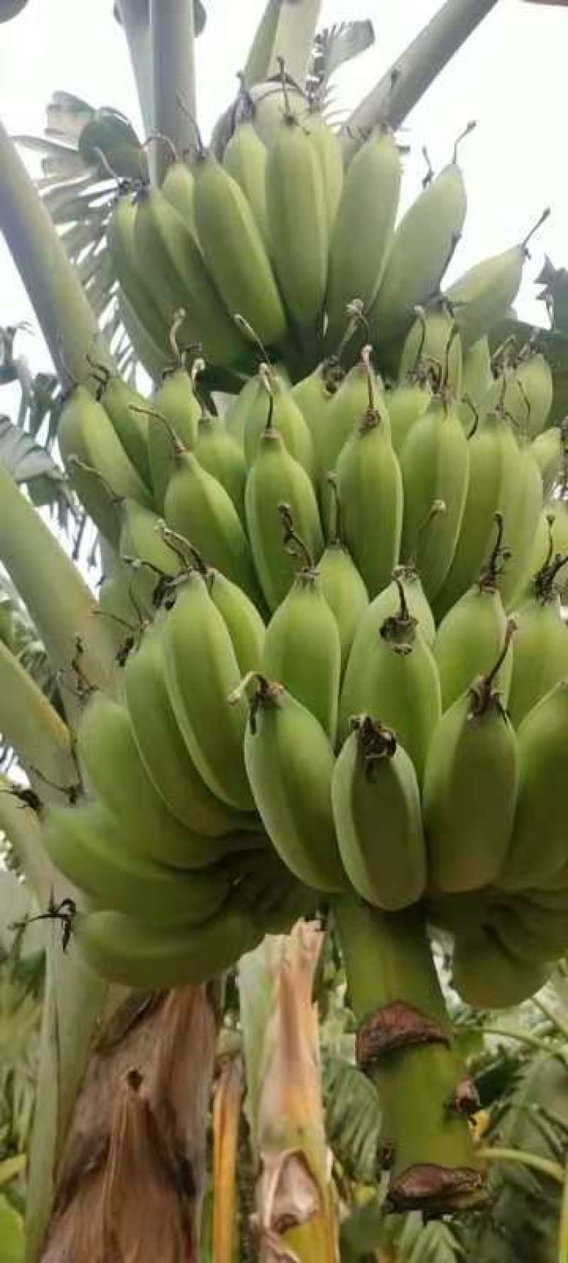 热带水果各种蕉类巴西1块什么都包