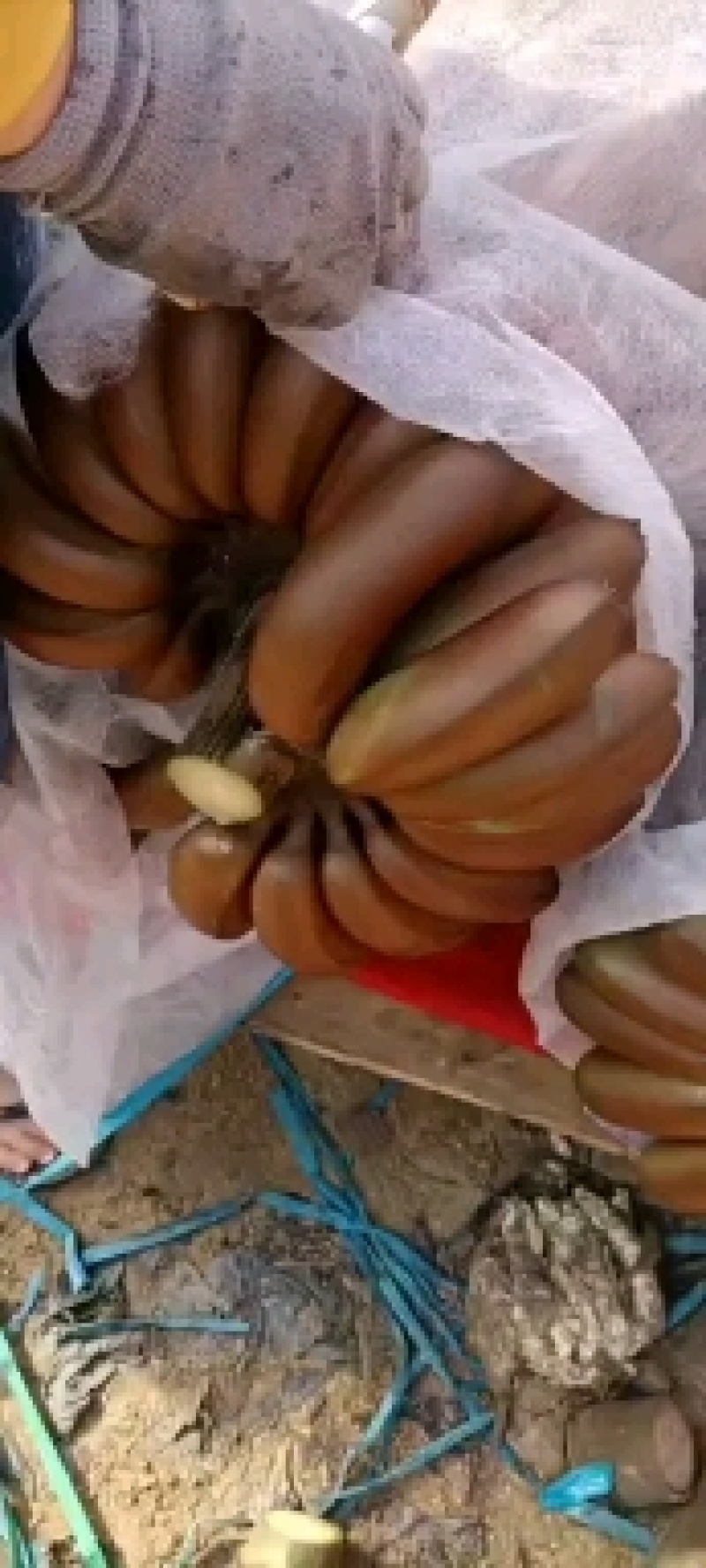 热带水果各种蕉类巴西1块什么都包