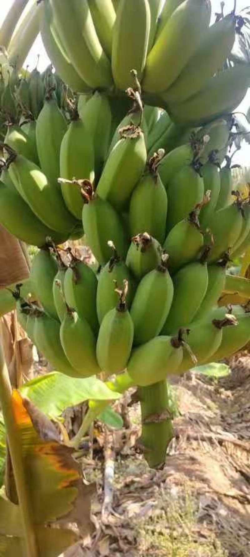 热带水果各种蕉类巴西1块什么都包