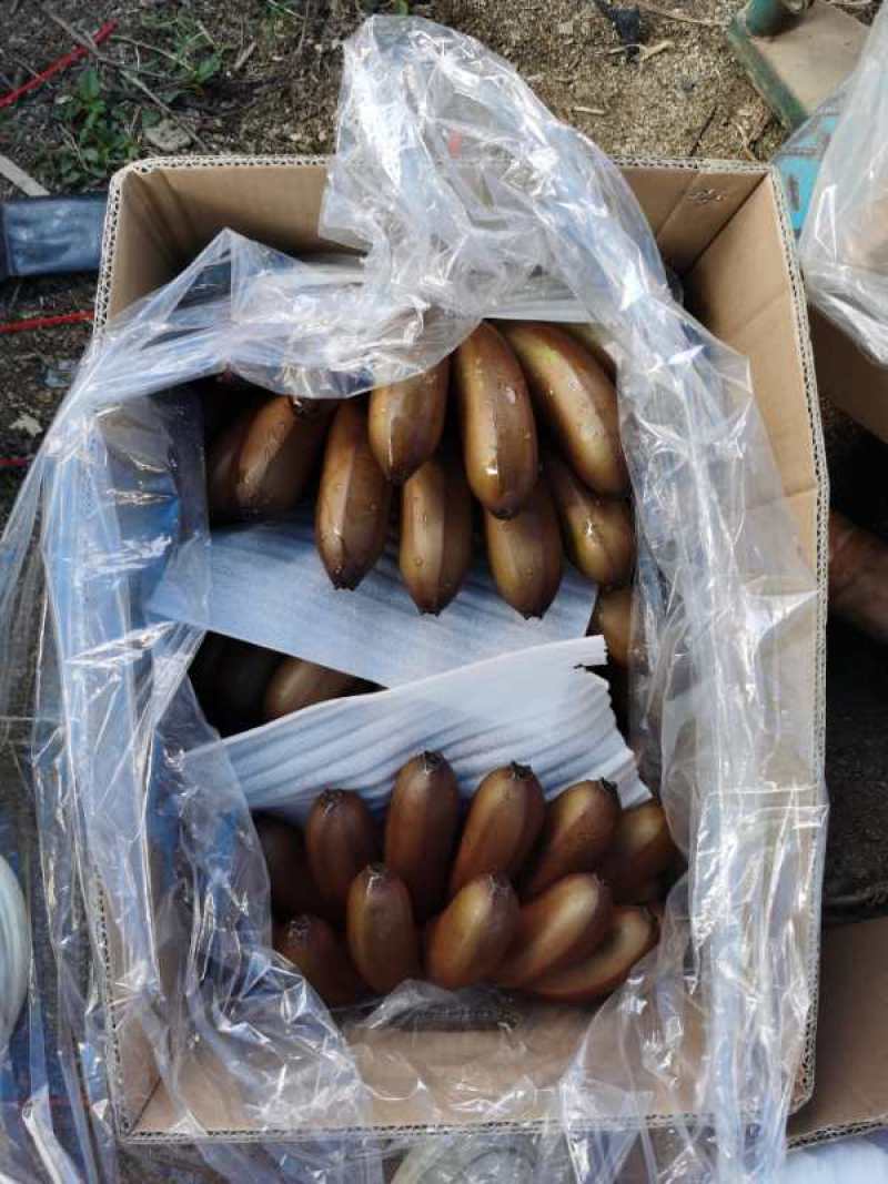 热带水果各种蕉类巴西1块什么都包