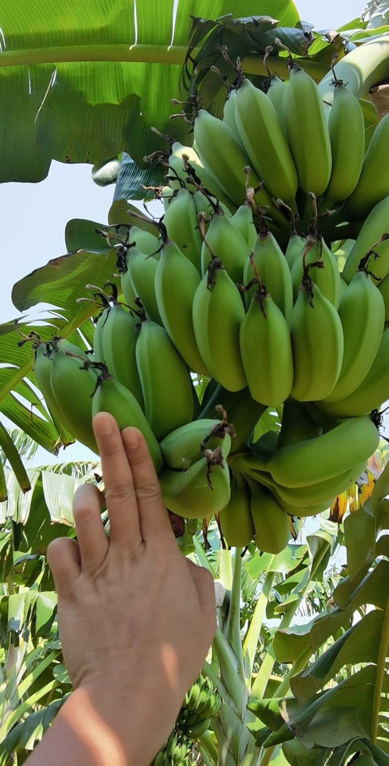 热带水果各种蕉类巴西1块什么都包
