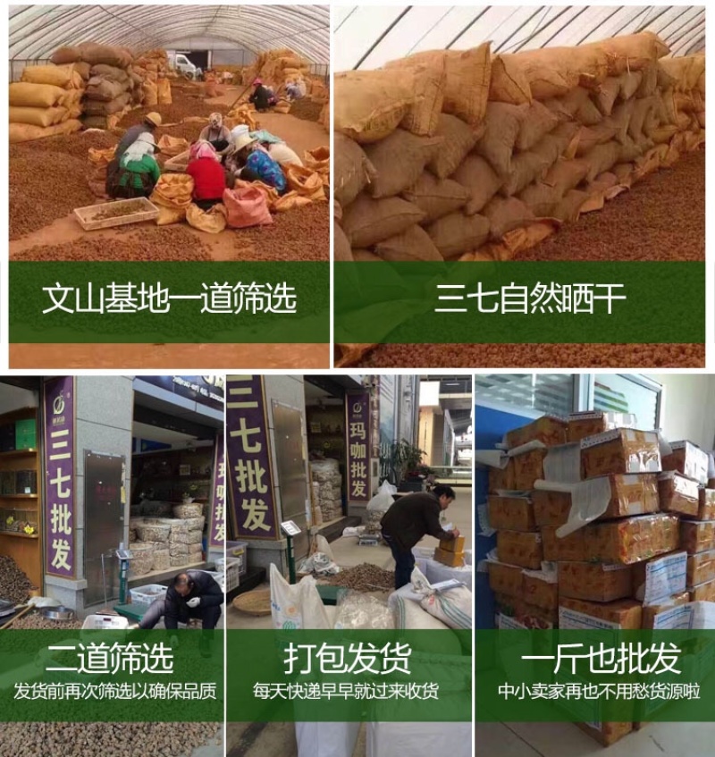 三七云南文山三七40头30头三七头可磨粉人工挑选产地批发