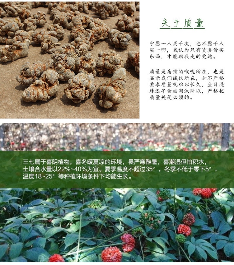 三七云南文山三七40头30头三七头可磨粉人工挑选产地批发