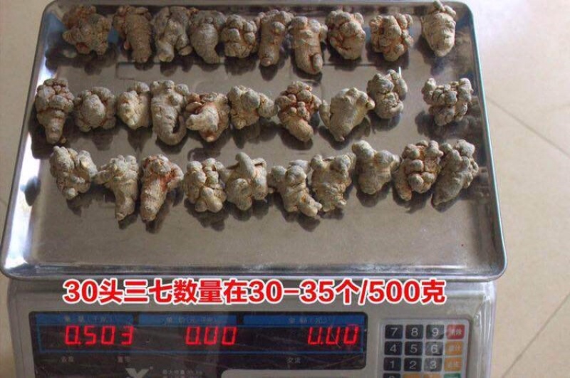三七云南文山三七40头30头三七头可磨粉人工挑选产地批发