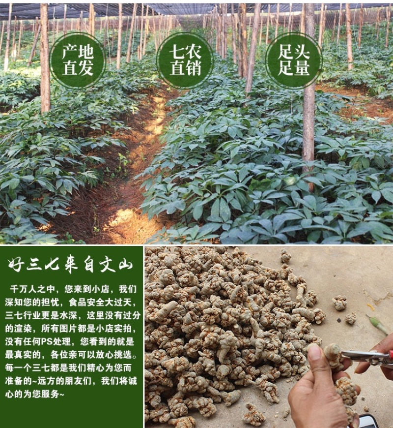 三七云南文山三七40头30头三七头可磨粉人工挑选产地批发