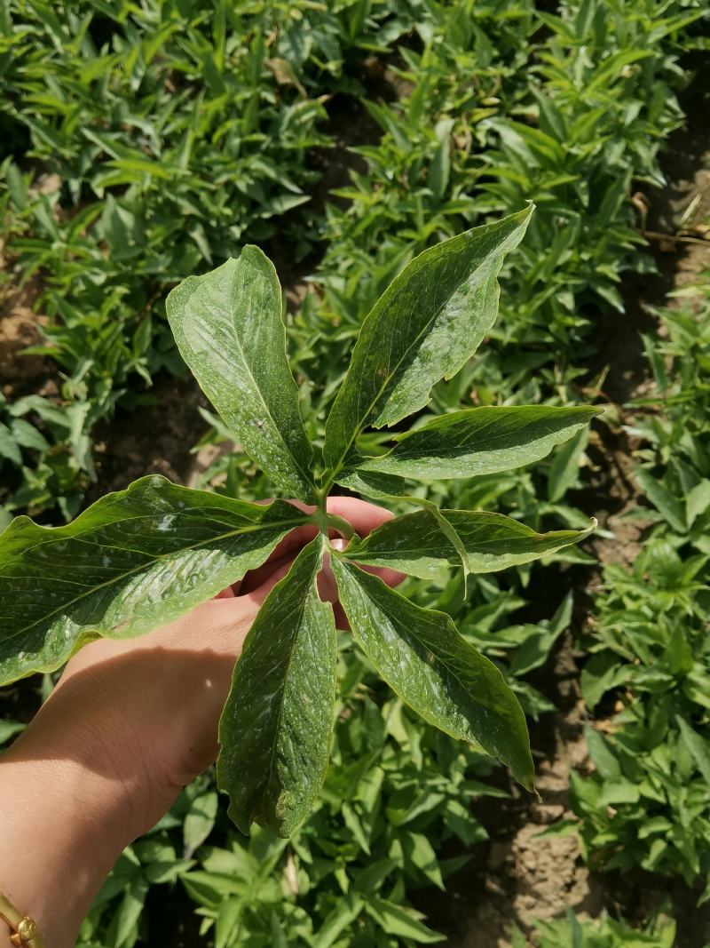 推荐半夏种子，优质半夏种子，技术指导，回收，诚信行天下