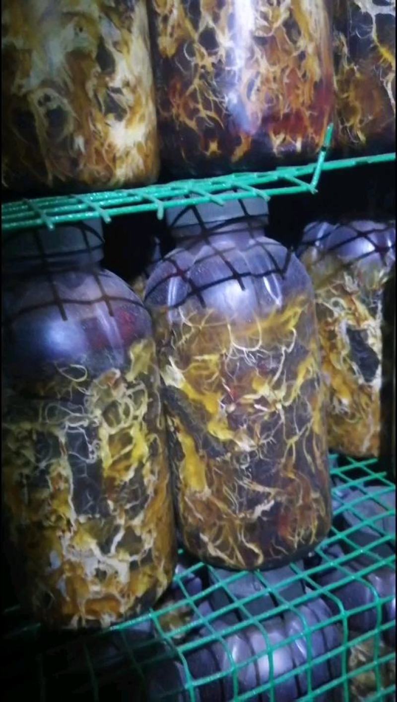 优质高产枝条蜜环菌，水剂蜜环菌