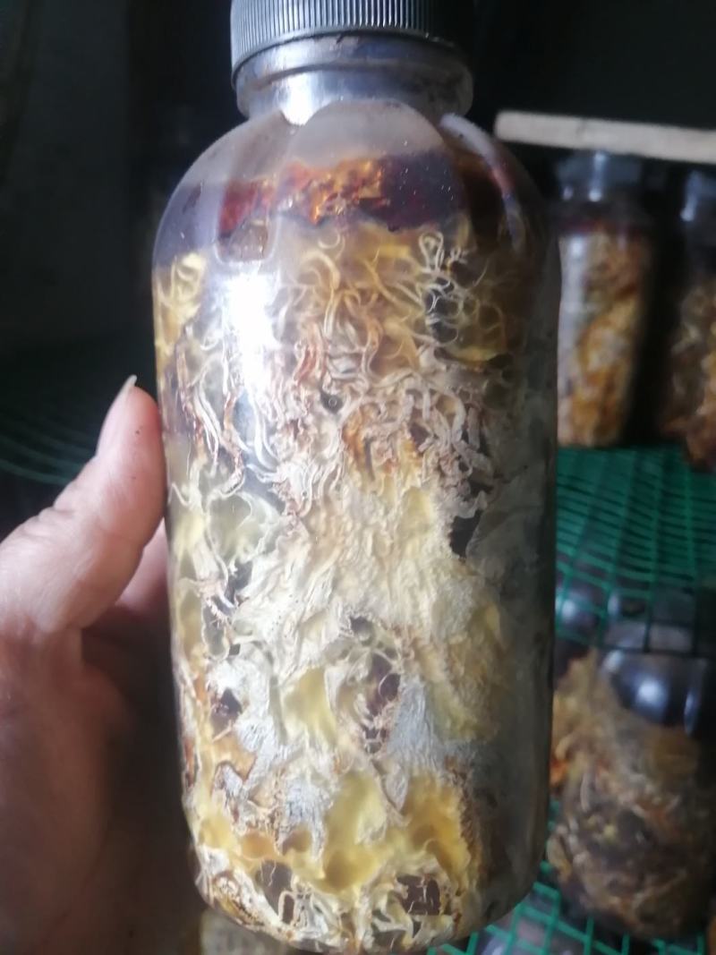 优质高产枝条蜜环菌，水剂蜜环菌