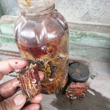 优质高产枝条蜜环菌，水剂蜜环菌