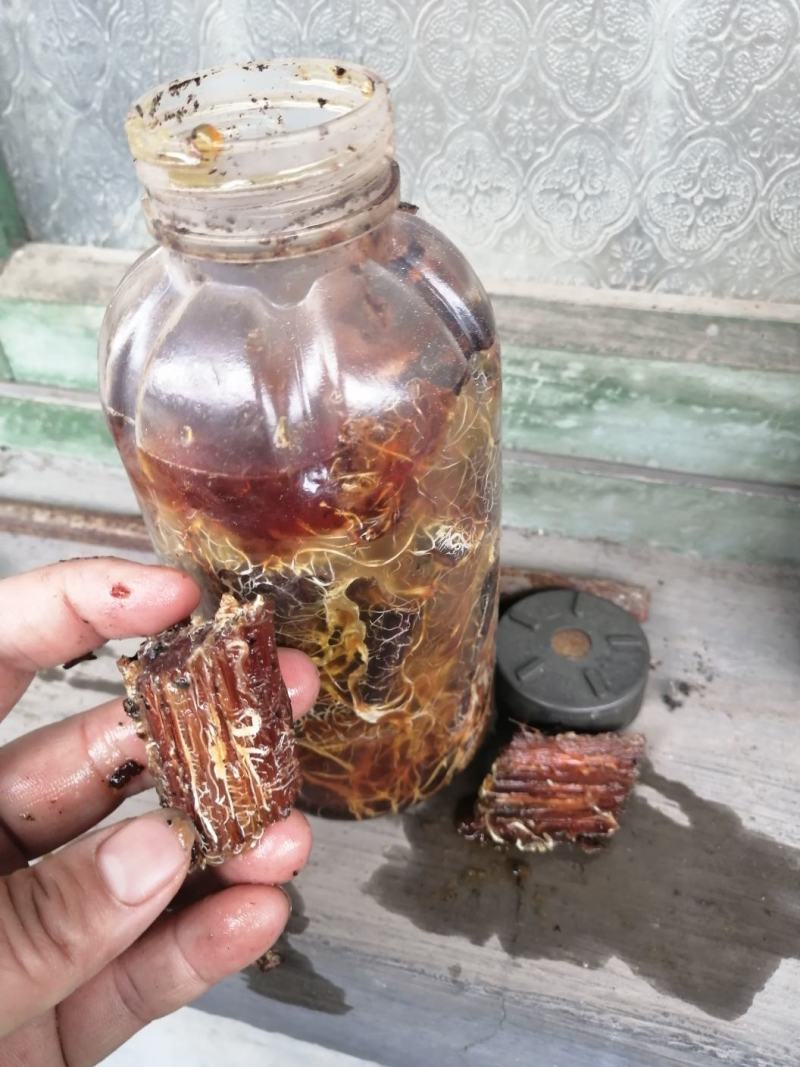 优质高产枝条蜜环菌，水剂蜜环菌