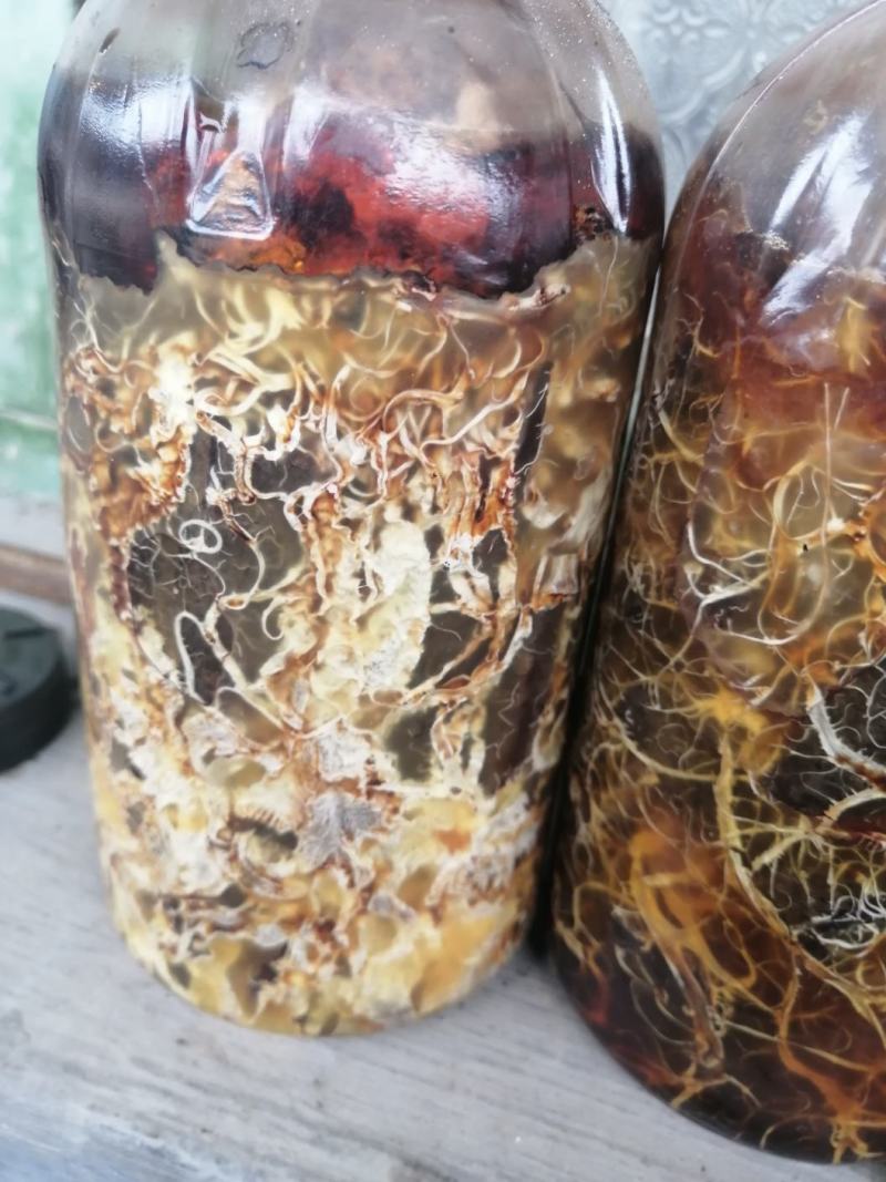 优质高产枝条蜜环菌，水剂蜜环菌