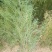 侧柏树苗高1未到1.5米左右