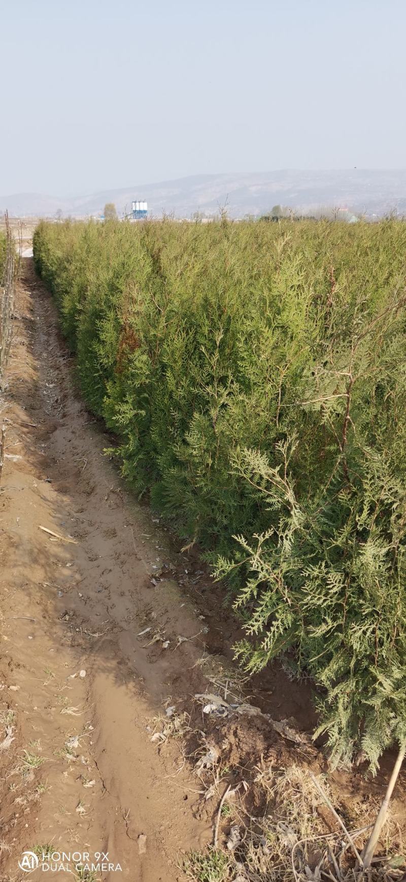 侧柏树苗高1未到1.5米左右