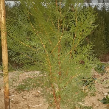 侧柏树苗高1未到1.5米左右