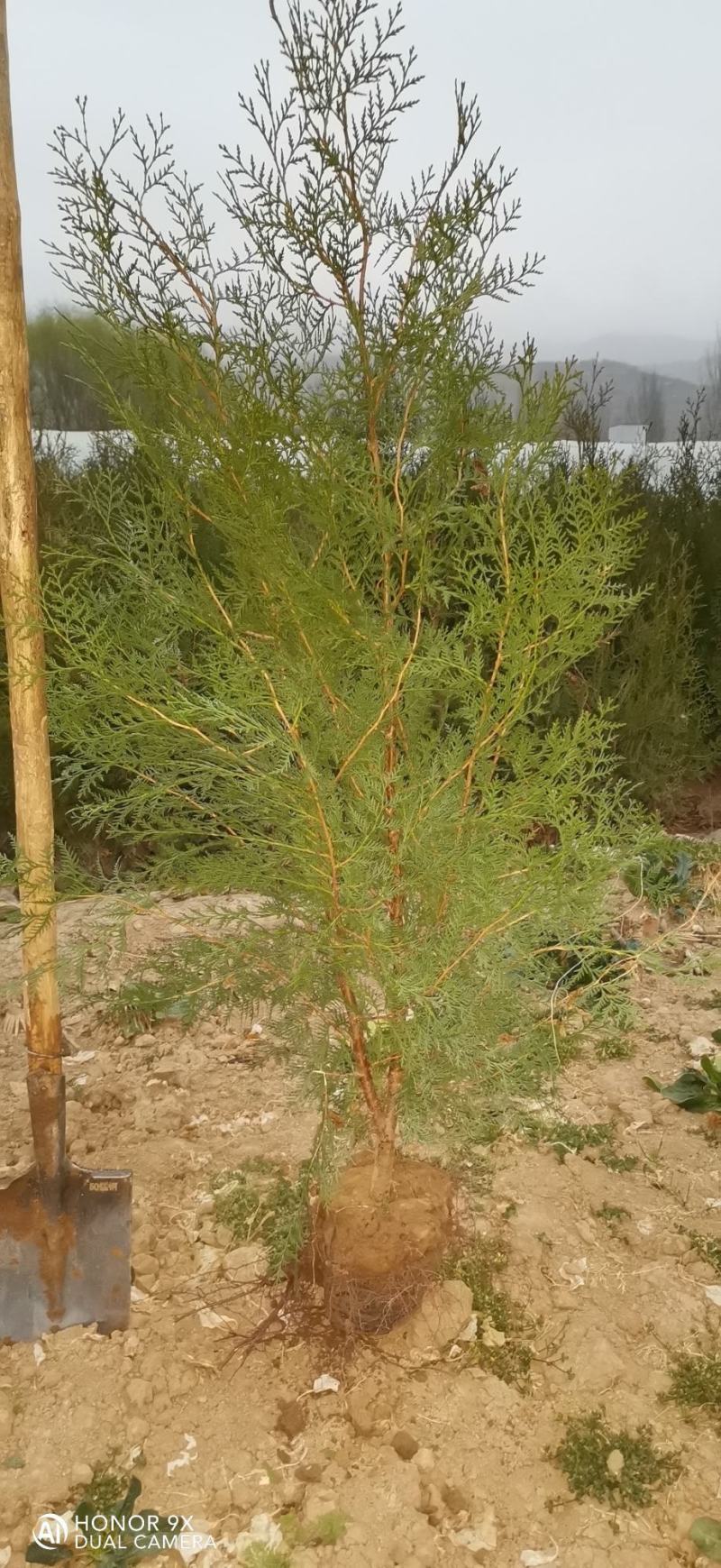 侧柏树苗高1未到1.5米左右