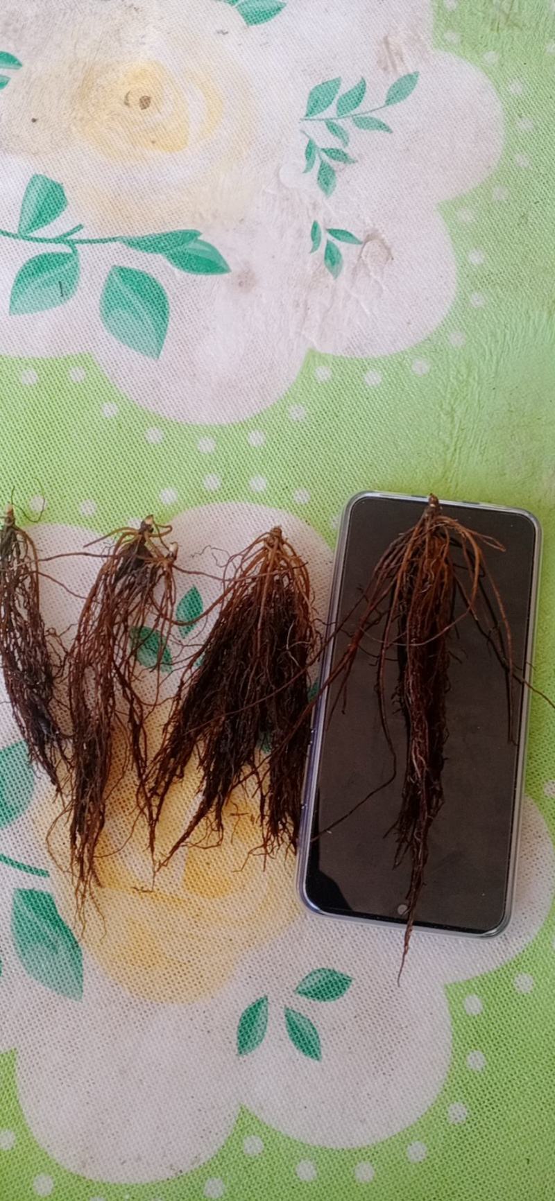 升麻苗药食两用的植物