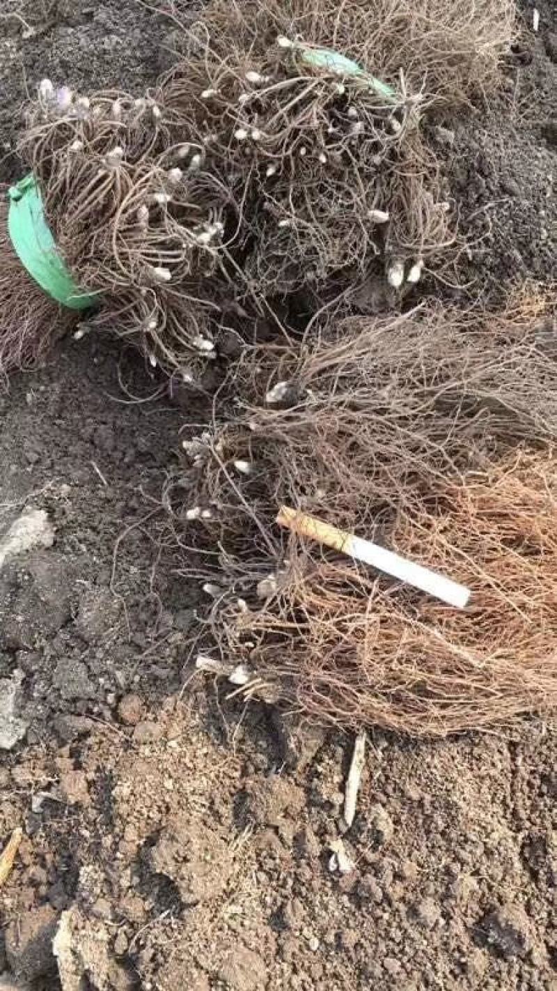 升麻苗药食两用的植物