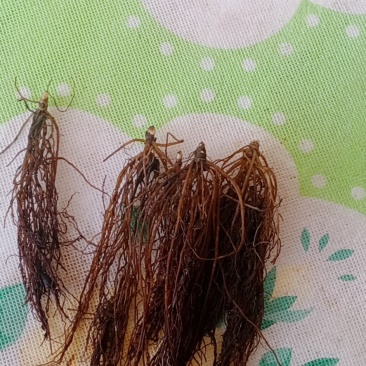 升麻苗药食两用的植物