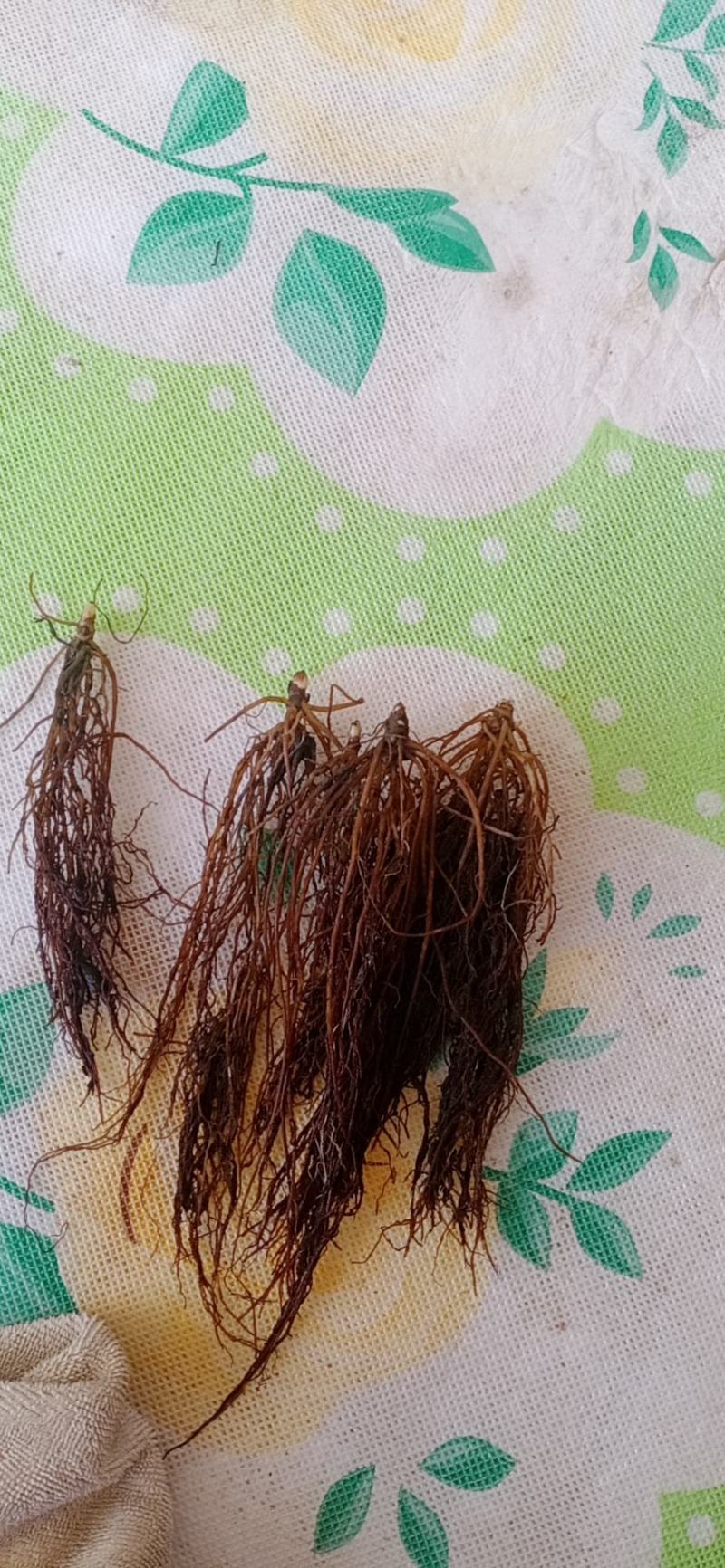 升麻苗药食两用的植物