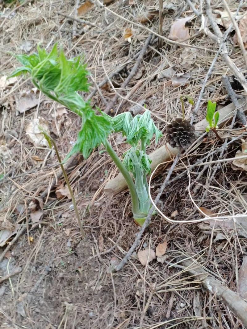 升麻苗药食两用的植物