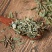 中药材萹蓄新货干品牛鞭草中草药一公斤起