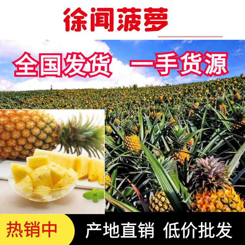 【今天直降】徐闻精品菠萝新鲜热带水果大菠萝包现摘现发