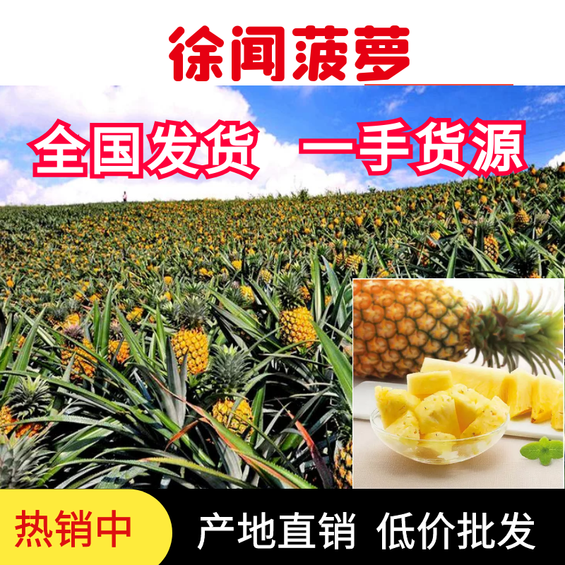 【热卖】广东菠萝新鲜水果果园采摘一手货源一条龙服务