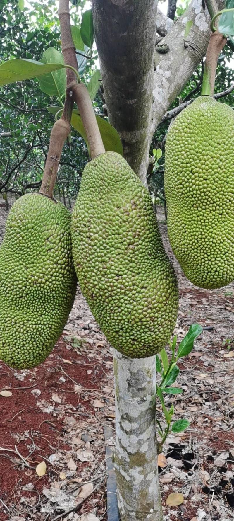 菠萝蜜海南菠萝蜜热带水果海南特产三亚黄肉菠萝蜜一件代发