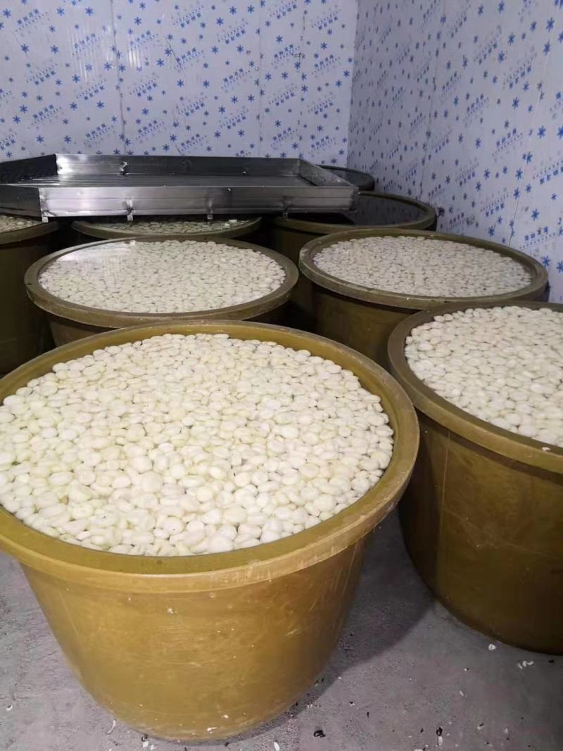 荸荠（水装马蹄）人工削皮