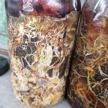 供应优质枝条蜜环菌种