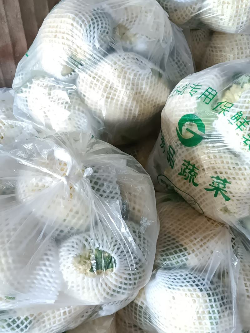 白面青梗松花菜2~3斤散花
