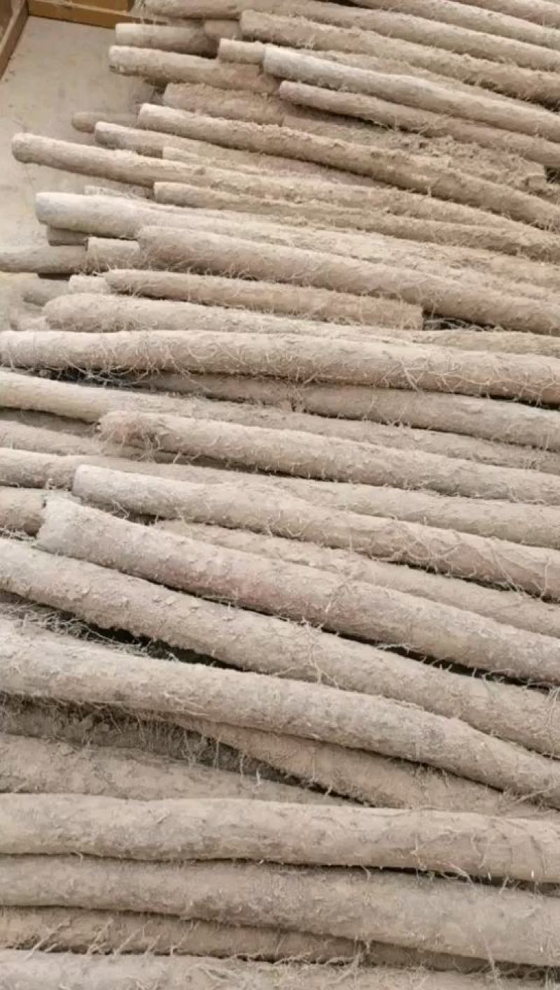 大名军义农场白玉山药，有通货巴掌山药，长年供应产地直供