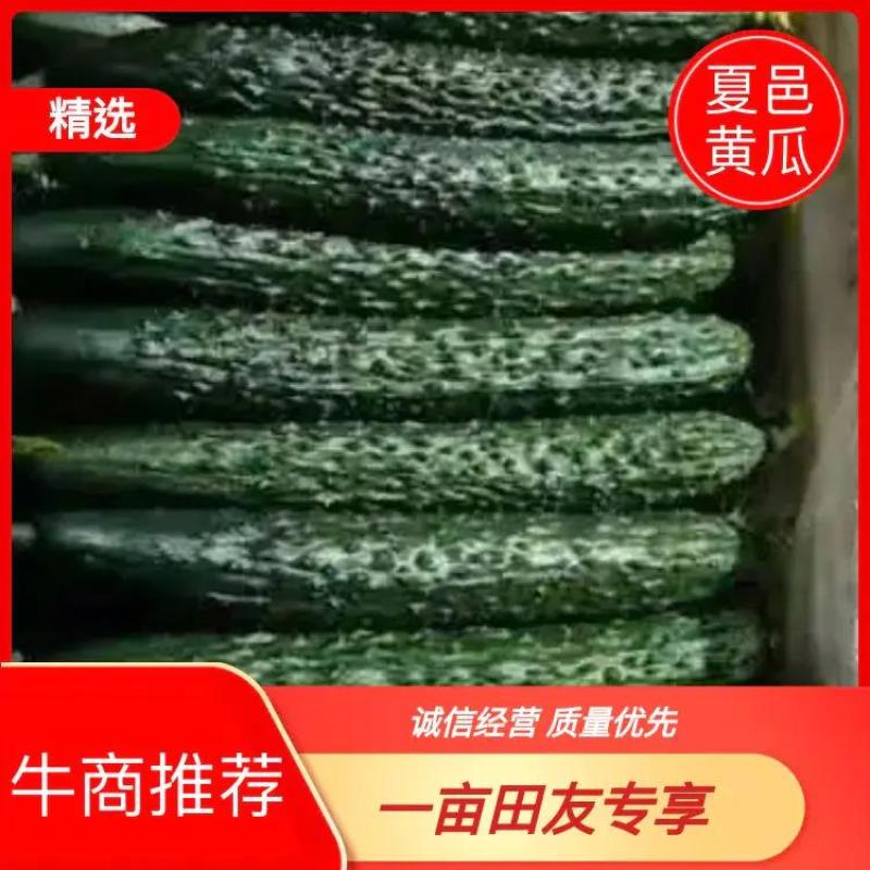 【火爆上市】一手货源，油黄瓜密刺黄瓜，**没有烂瓜，