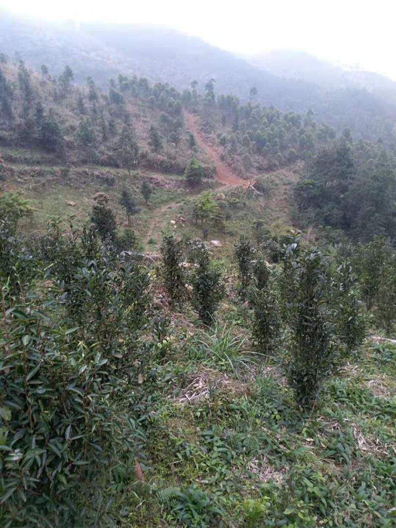 福建清明茶茶苗茶青批发