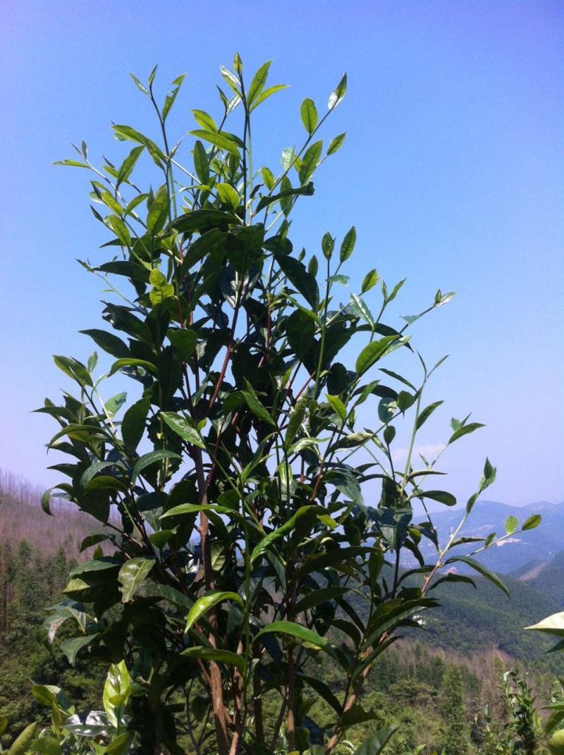 福建清明茶茶苗茶青批发