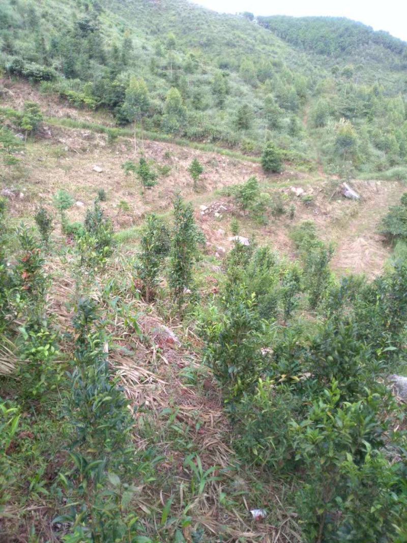 福建清明茶茶苗茶青批发