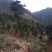 福建清明茶茶苗茶青批发