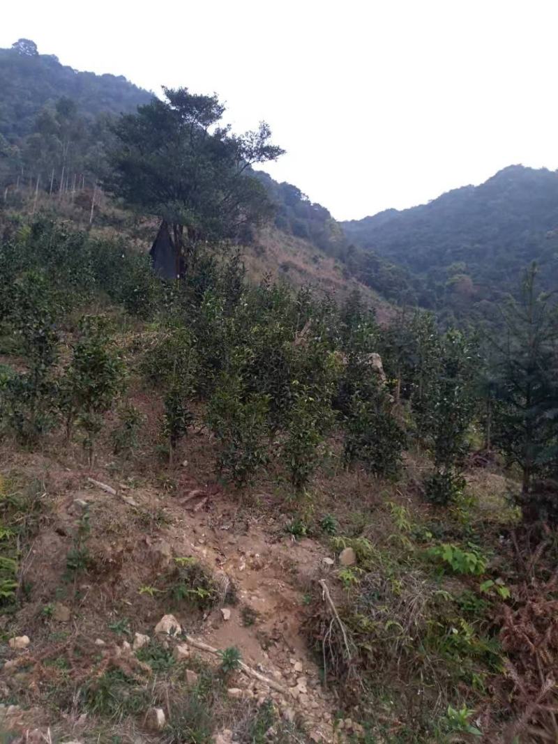 福建清明茶茶苗茶青批发