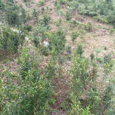 福建清明茶茶苗茶青批发