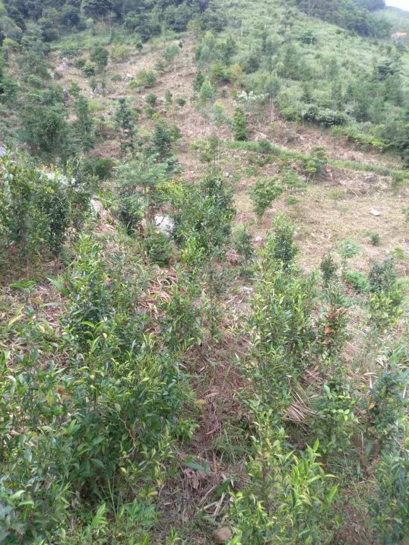 福建清明茶茶苗茶青批发