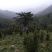福建清明茶茶苗茶青批发