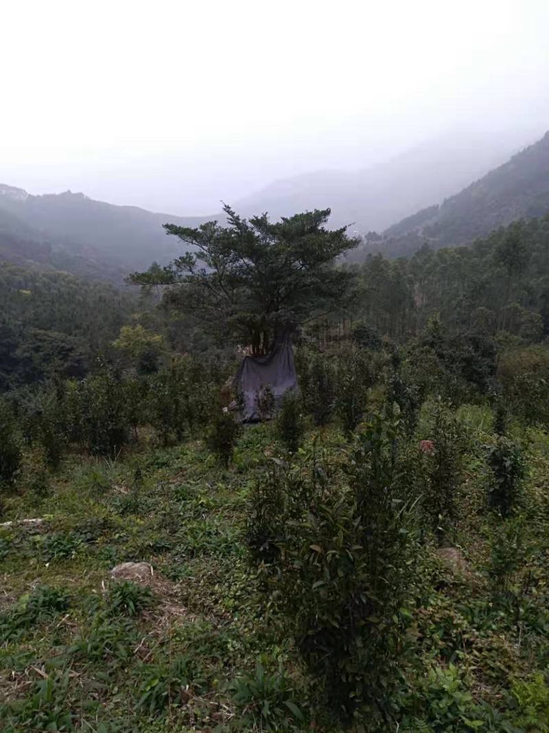 福建清明茶茶苗茶青批发