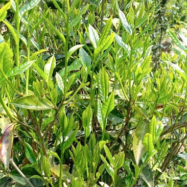 生态茶青清明茶茶青嫩叶