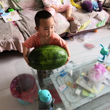甜王新品种糖见羞西瓜苗