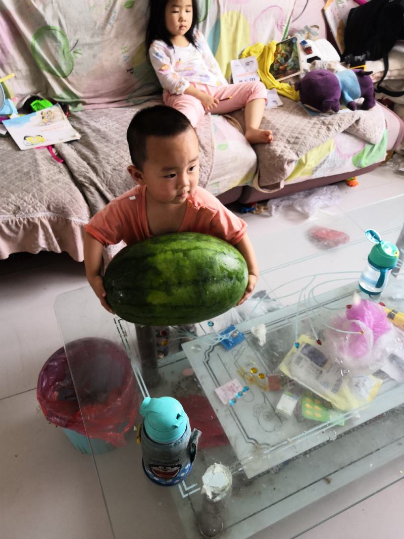 甜王新品种糖见羞西瓜苗