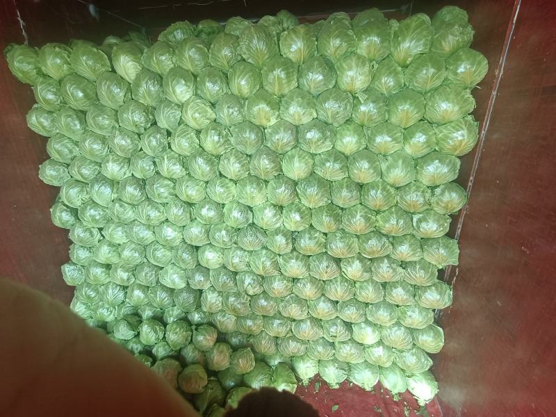 鲜辣椒质量好，量大