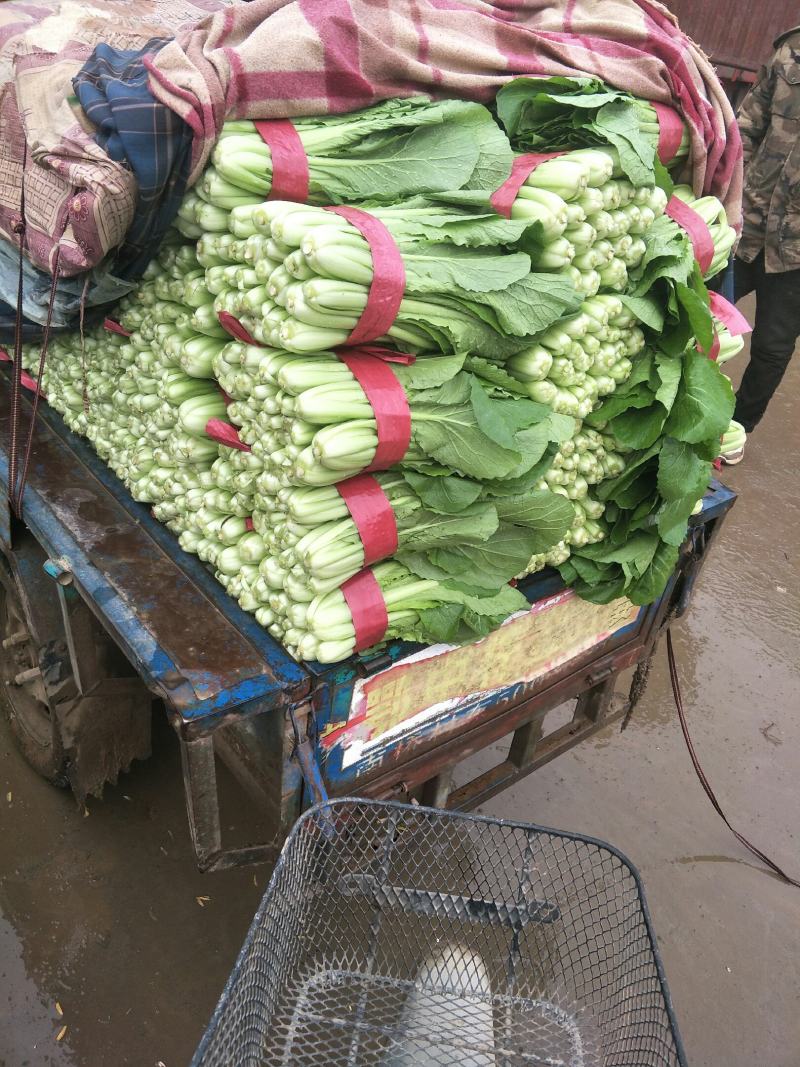 精品小白菜大量上市中，有要的抓紧联系了。