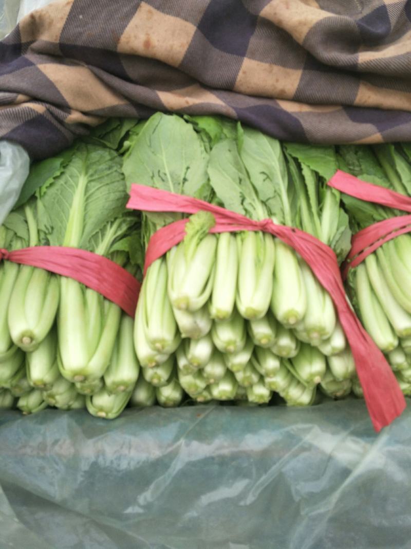精品小白菜大量上市中，有要的抓紧联系了。