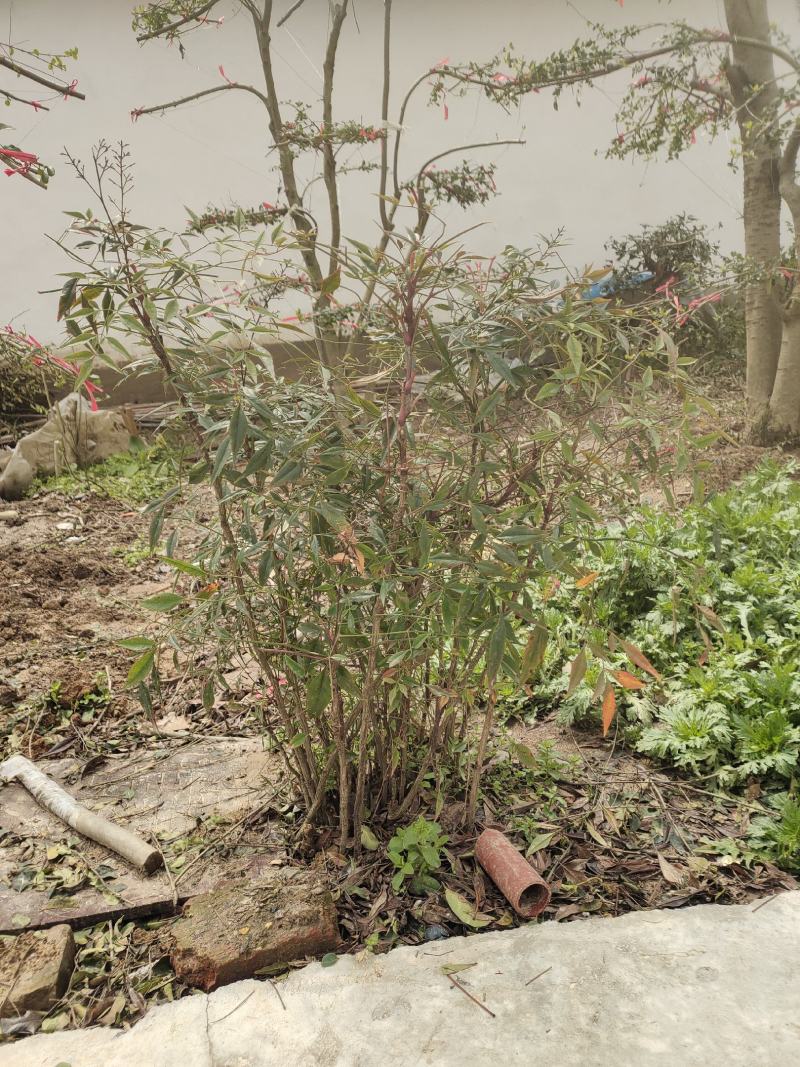 红花继木常年大量出售（红花继木球.红花继木苗